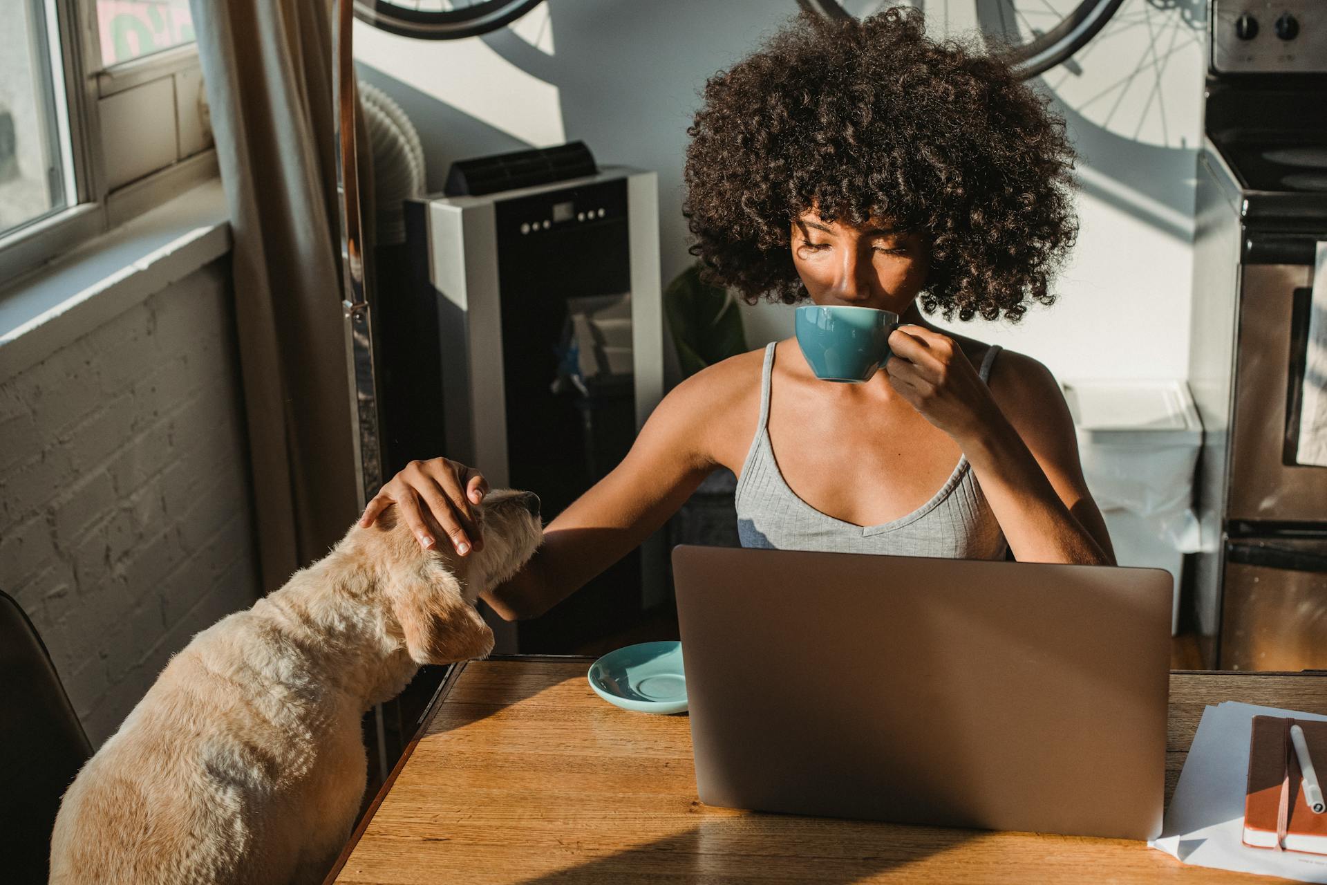 Koncentrerad ung svart kvinna som arbetar på distans med en netbook medan hon sitter i rummet vid ett bord och dricker kaffe medan hon smeker sin hund.