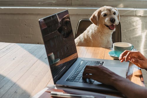 Mulher Negra Sem Rosto Trabalhando Remotamente Em Um Laptop Perto Do Cachorro