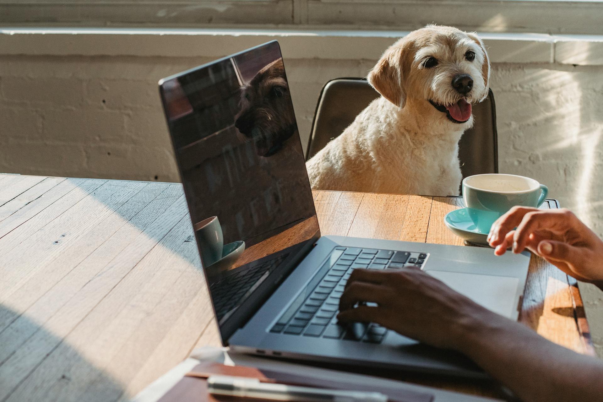 Crop jeune indépendante afro-américaine anonyme utilisant un netbook et buvant du café assis à table près du chien