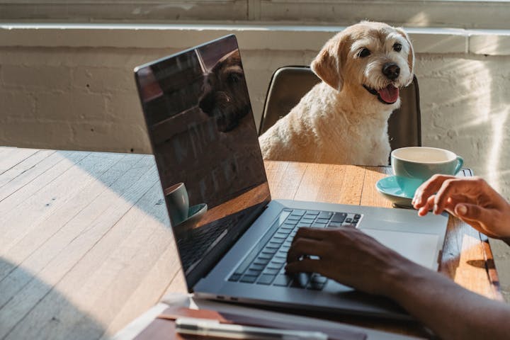 Crop anonymous young African American female freelancer using netbook and drinking coffee while sitting at table near dog