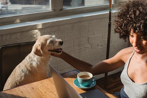 Young black female freelancer sitting at table with netbook and petting dog while drinking coffee in room