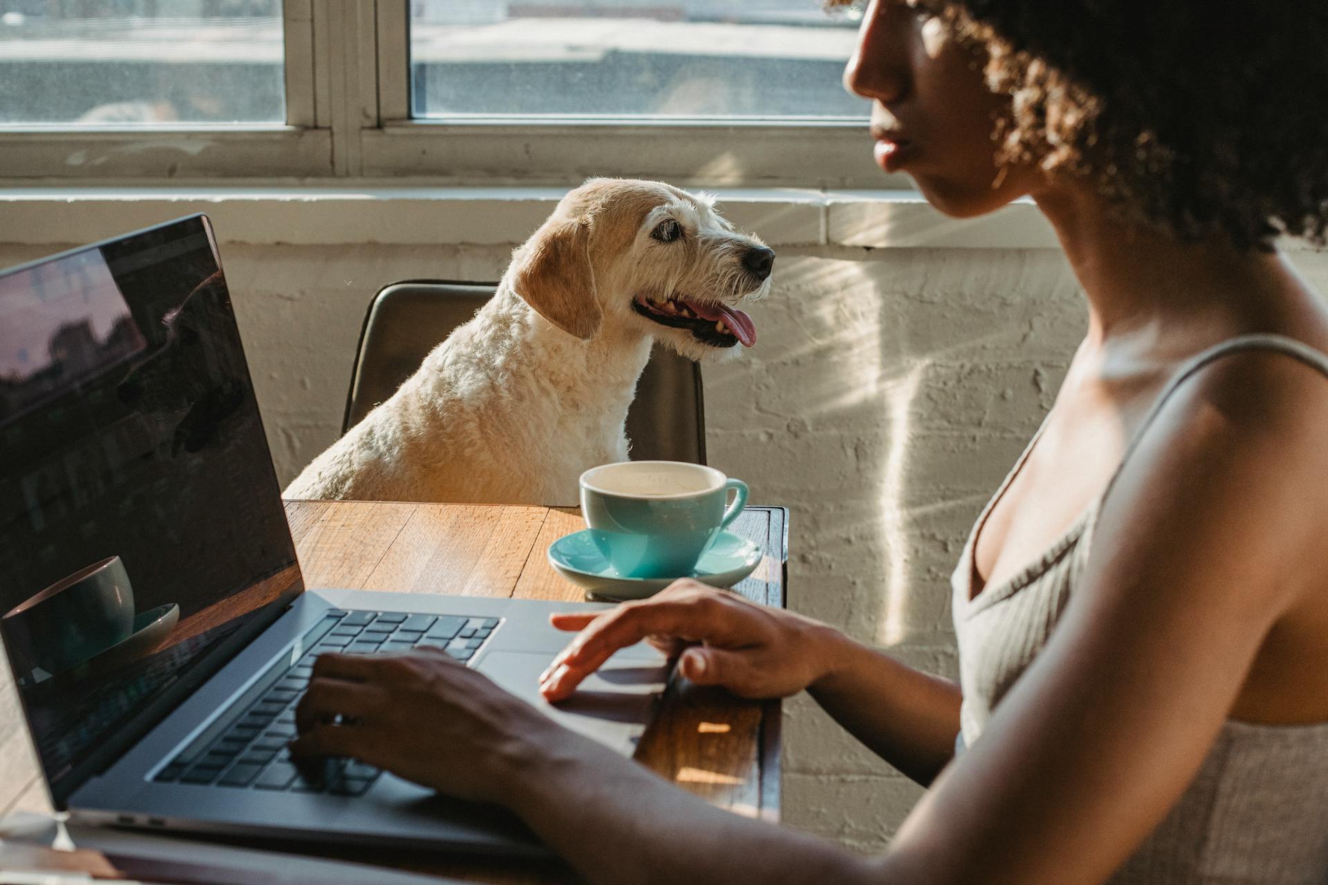 Afrikansk-amerikansk kvinnlig frilansare med netbook nära hund