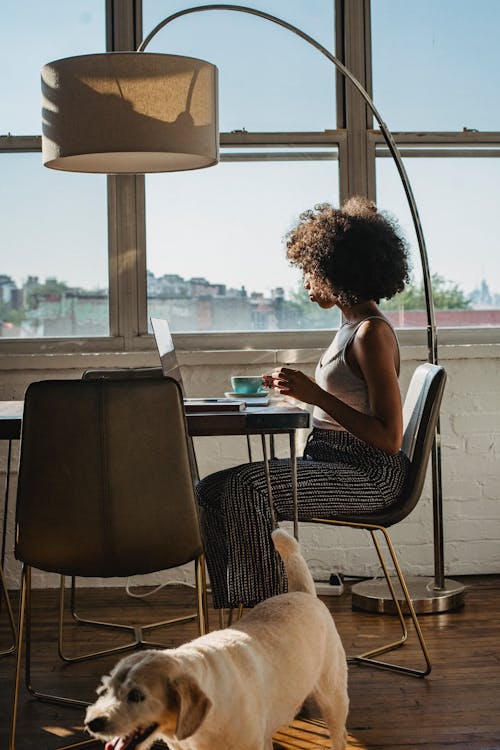 Young African American woman working remotely at table on computer with cup of coffee and dog in cozy apartment in daylight