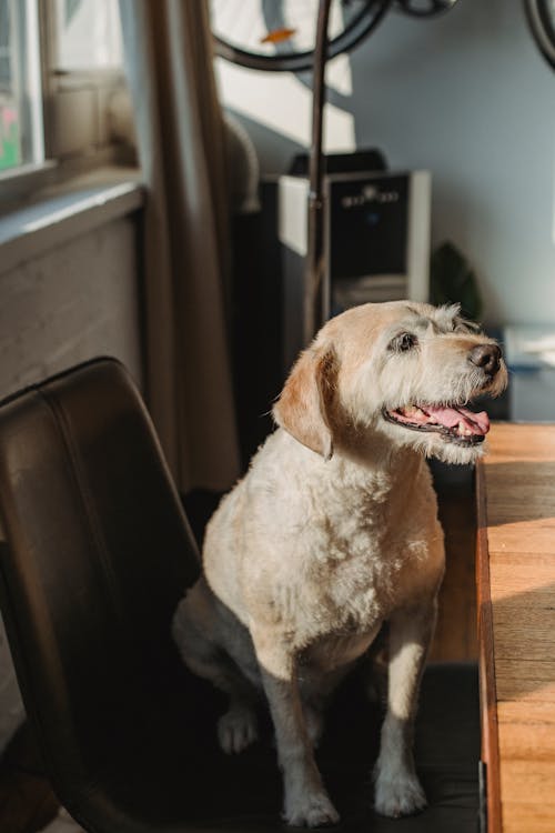 Cute dog looking away while spending time at home on chair in daylight