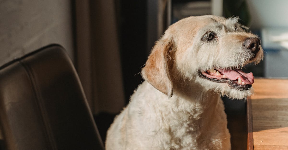 Cute dog looking away while spending time at home on chair in daylight