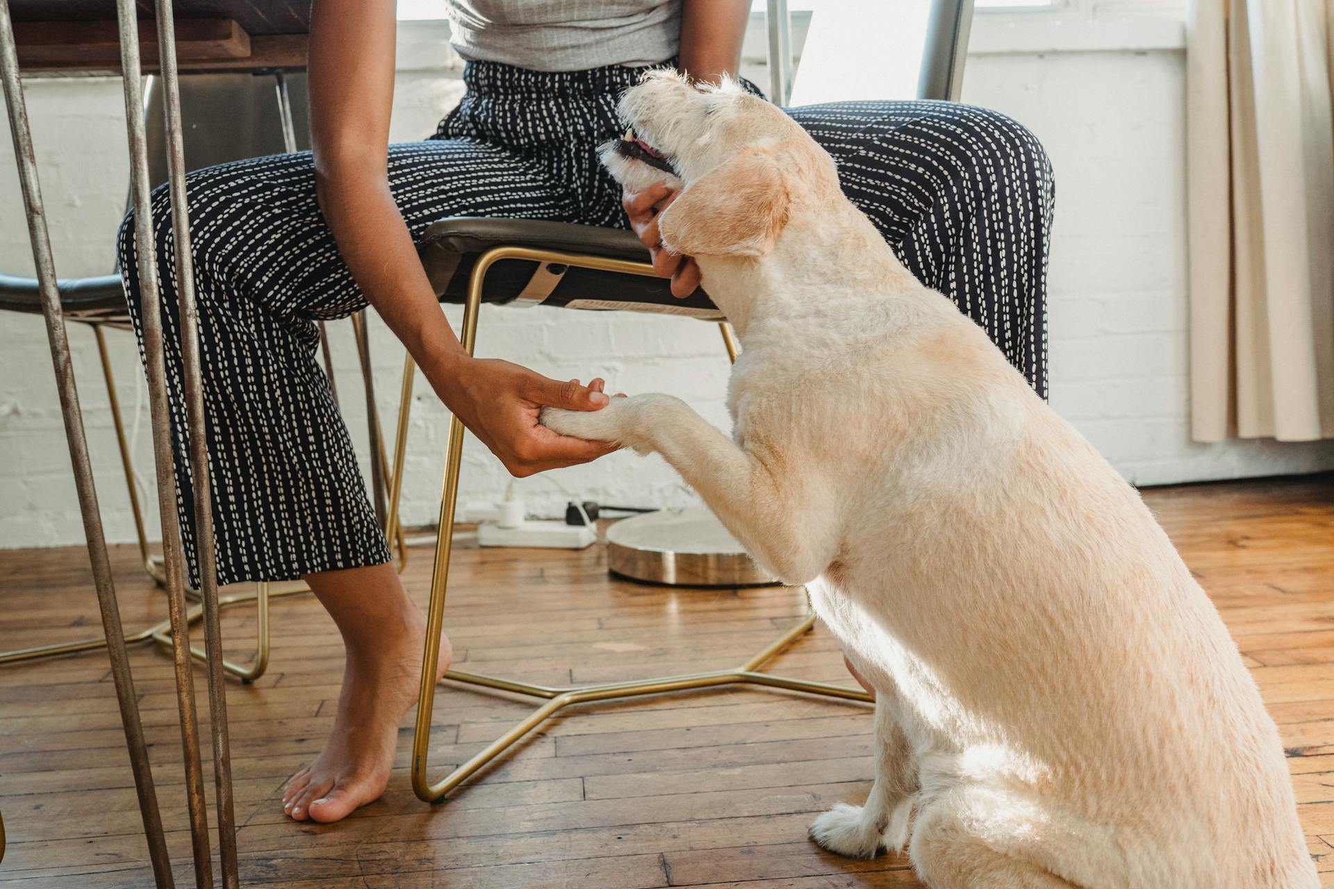 Crop black female petting dog in room