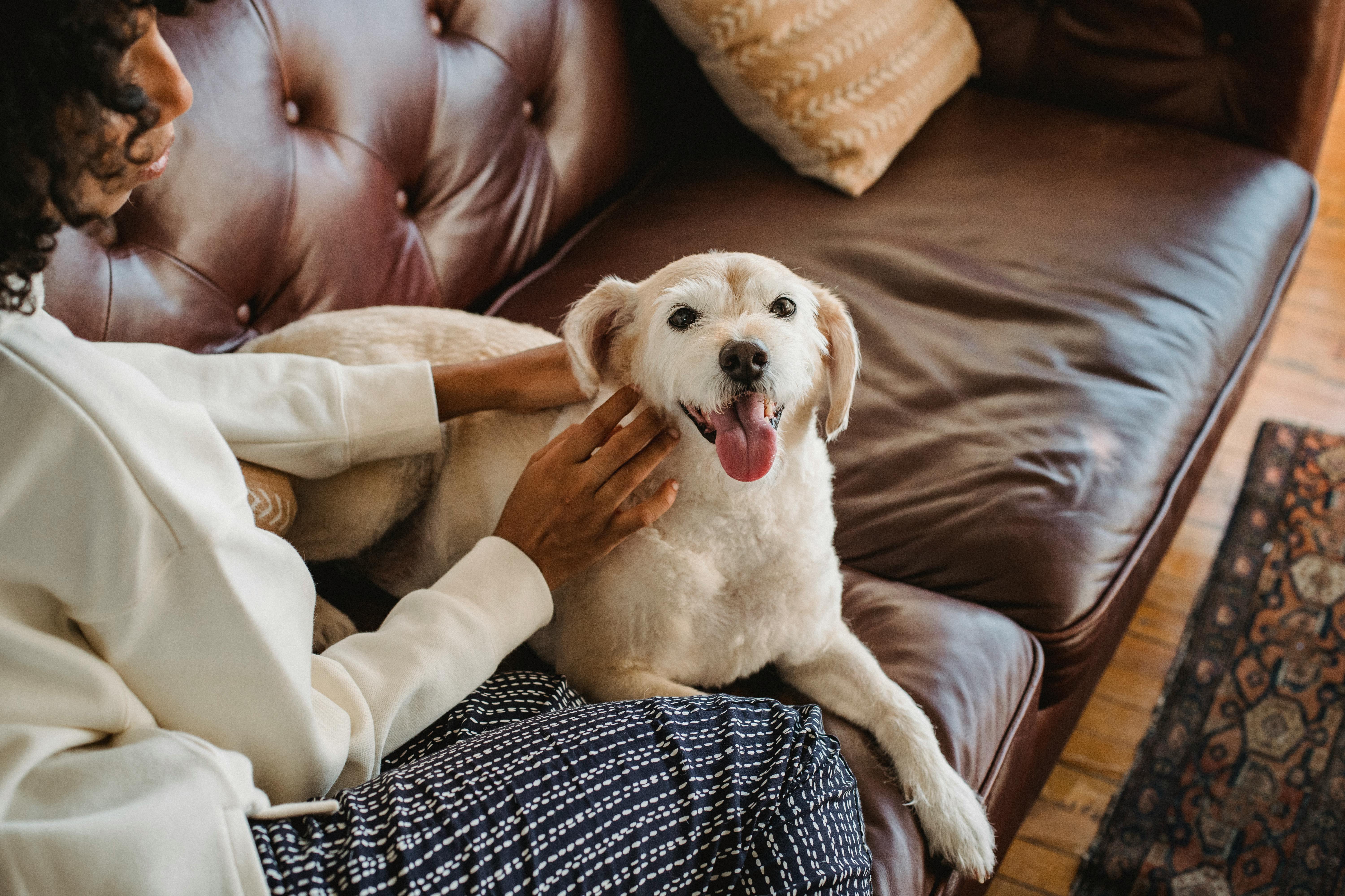 african american lady cuddling with dog on couch