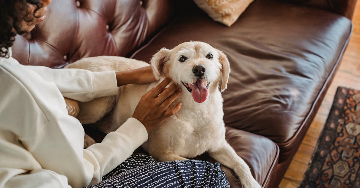 African American lady cuddling with dog on couch