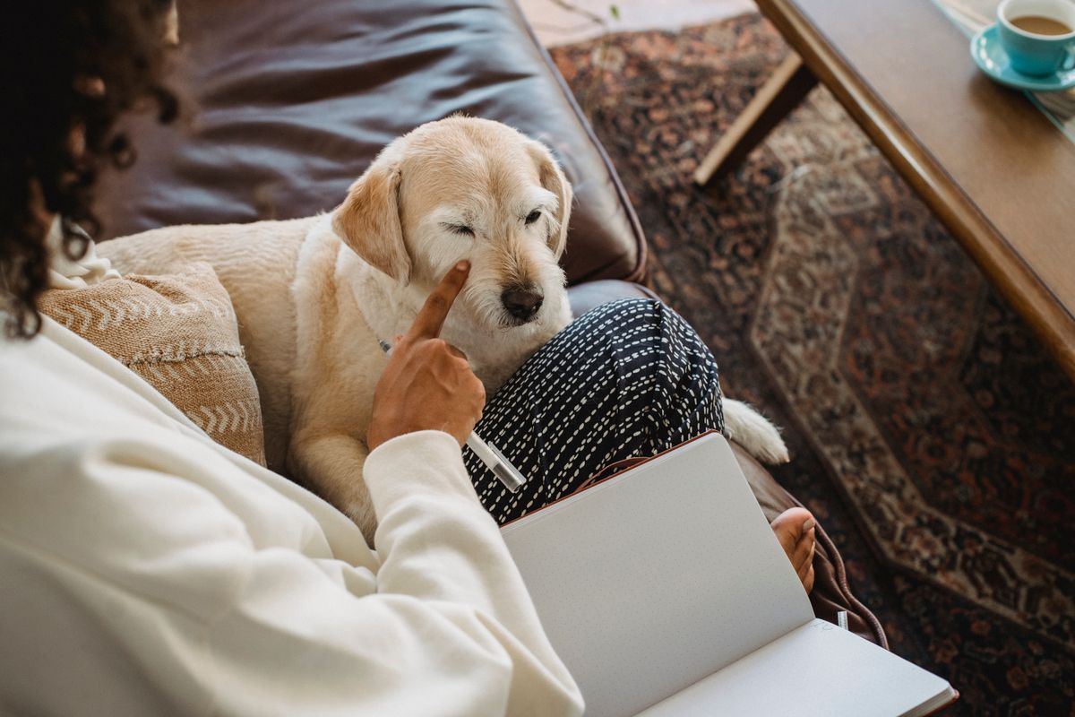 A dog sits with an owner on a couch in daylight, matching the calm observation moment after a diaper or liner change.