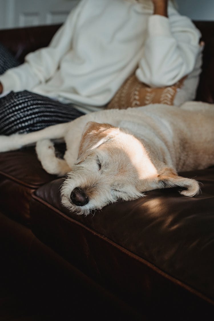 Dog Lying On Couch Near Faceless Black Woman