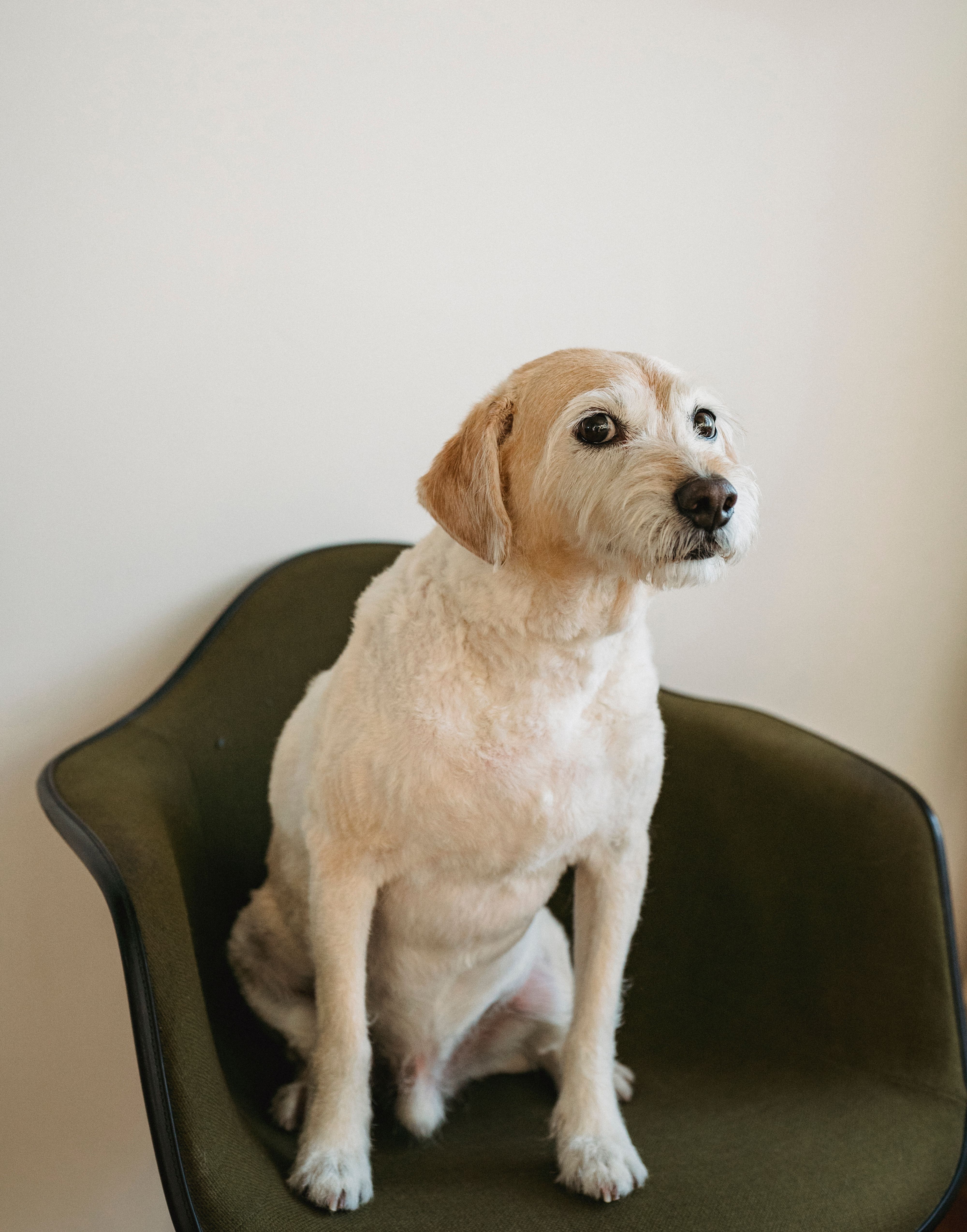 Dog sitting calmly in a bright home environment suitable for thoughtful pet camera monitoring