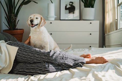 Dog resting on bed near anonymous black female