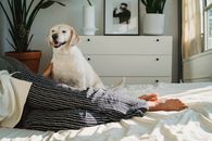 Dog resting on bed near anonymous black female