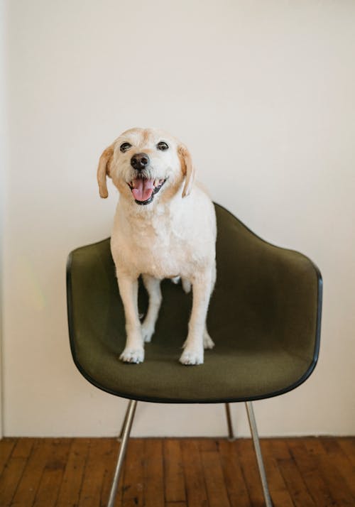 Free Full body big dog relaxing on comfortable chair while looking at camera at home on white background Stock Photo