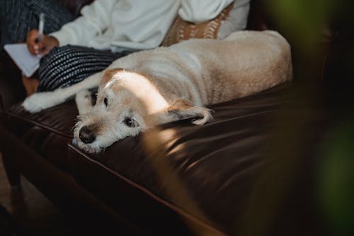 Foto d'estoc gratuïta de acollidor, adorable, animal