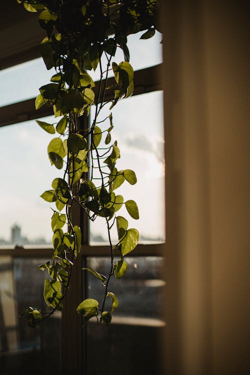 Free Green plant with thin stems hanging and growing near window in room in daylight Stock Photo