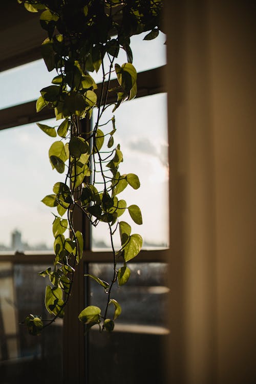 Green plant with thin stems hanging and growing near window in room in daylight