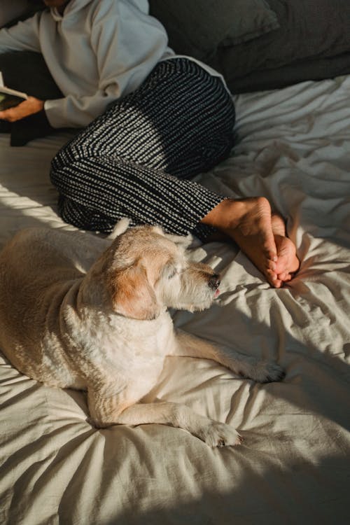Woman resting near cute fluffy dog on bed