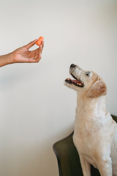 Persona Che Alimenta Cane Obbediente Carino Divertente