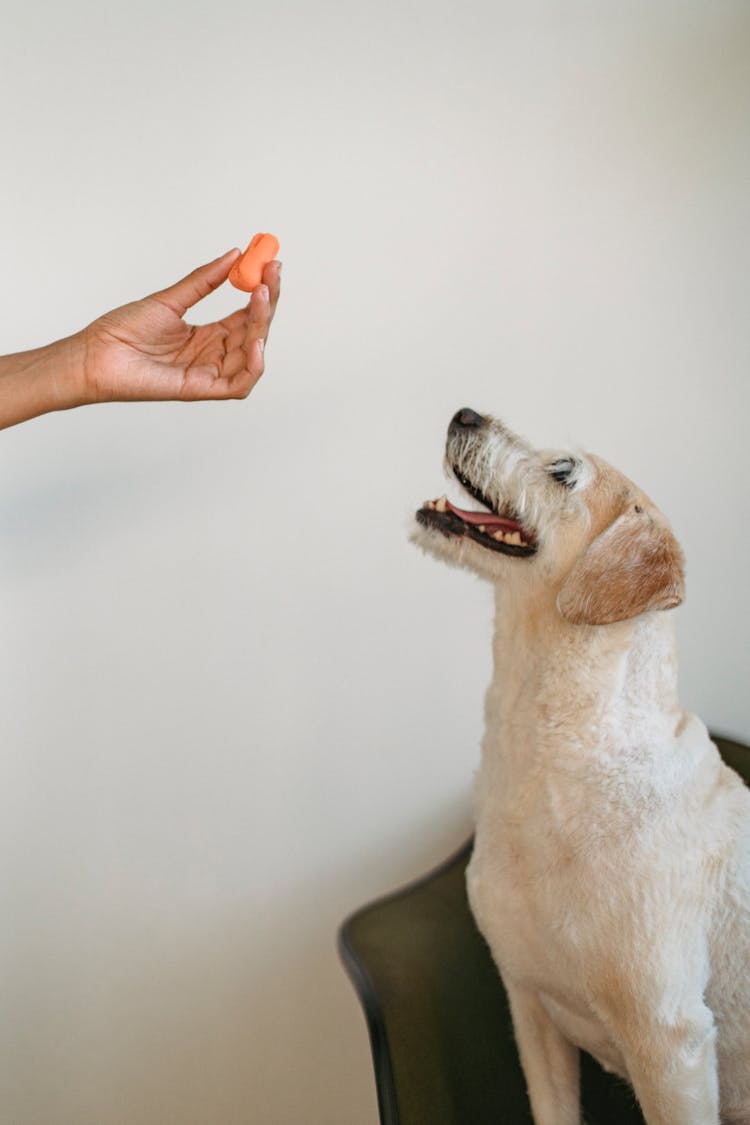 Person Feeding Funny Cute Obedient Dog