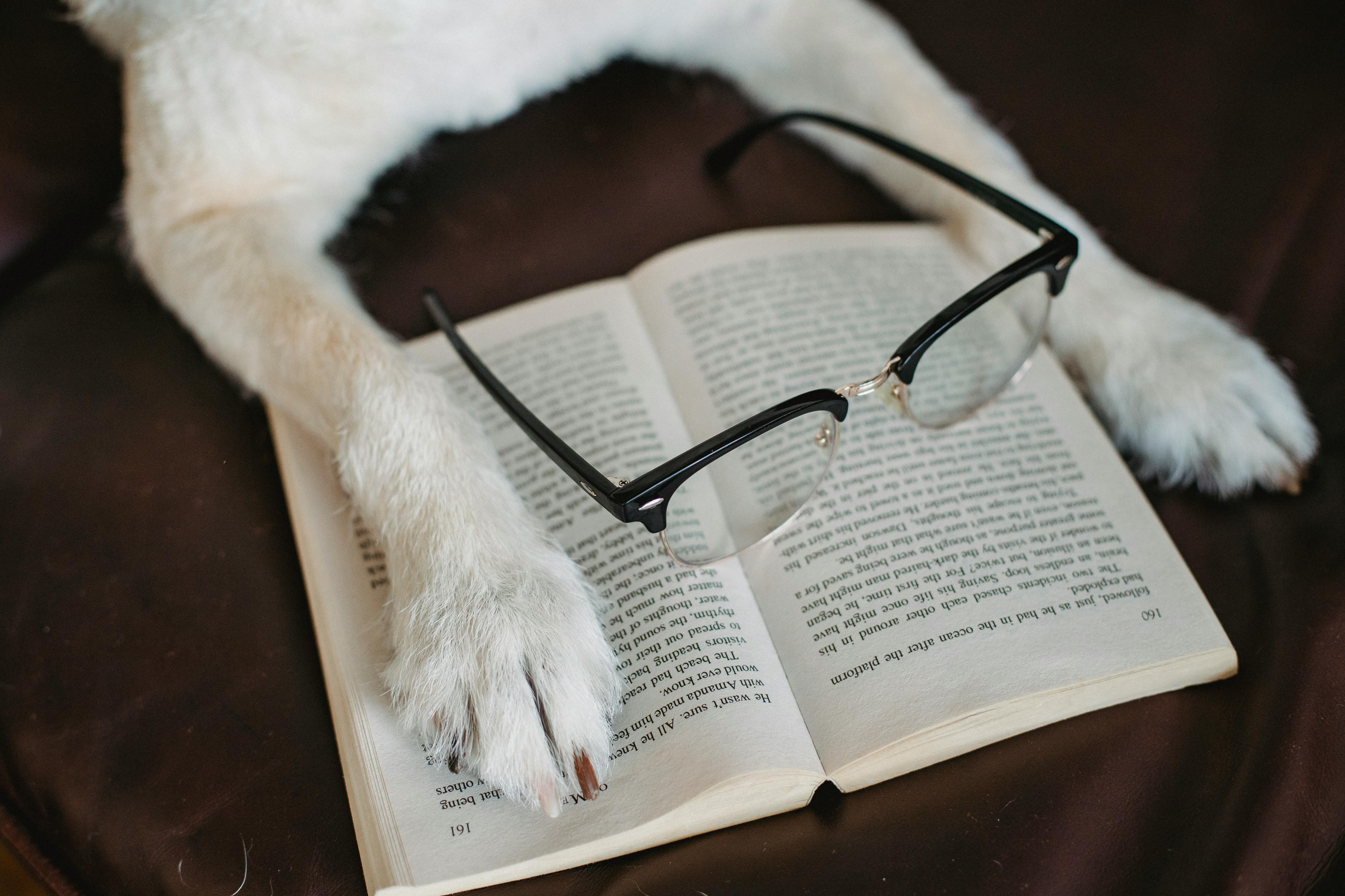 Собака Кладет Лапу На Книгу В Очках · Бесплатные Стоковые Фото