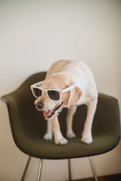 Free Funny cute adorable white fluffy dog in sunglasses standing in comfortable chair in living room Stock Photo