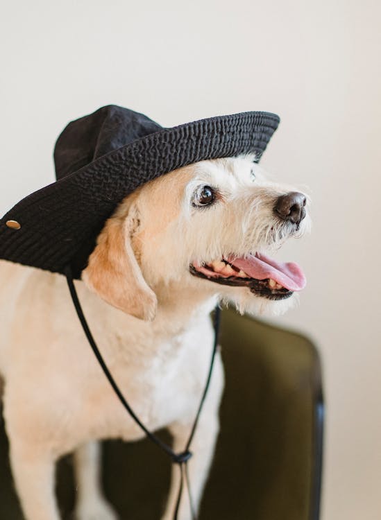 Счастливая милая собака с языком в шляпе · Бесплатные стоковые фото