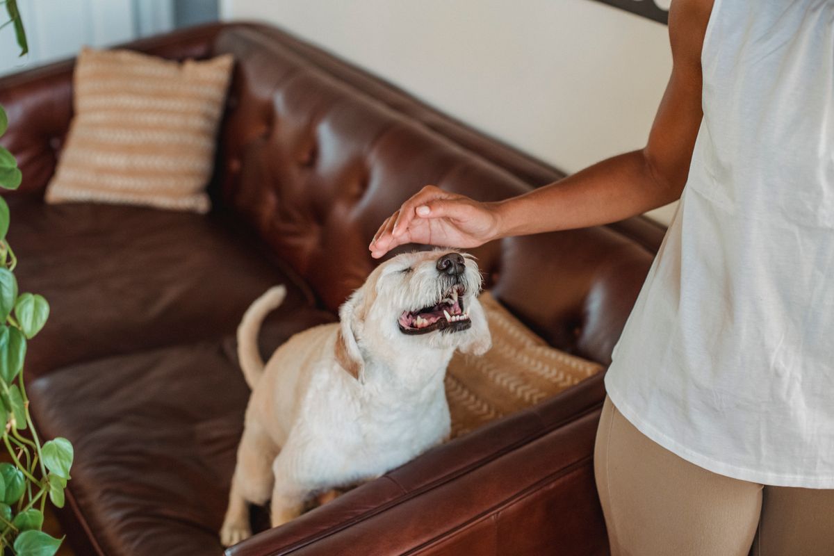 A small dog and owner rest on a sofa after an away-from-home care day with the diaper kit ready for the next use.