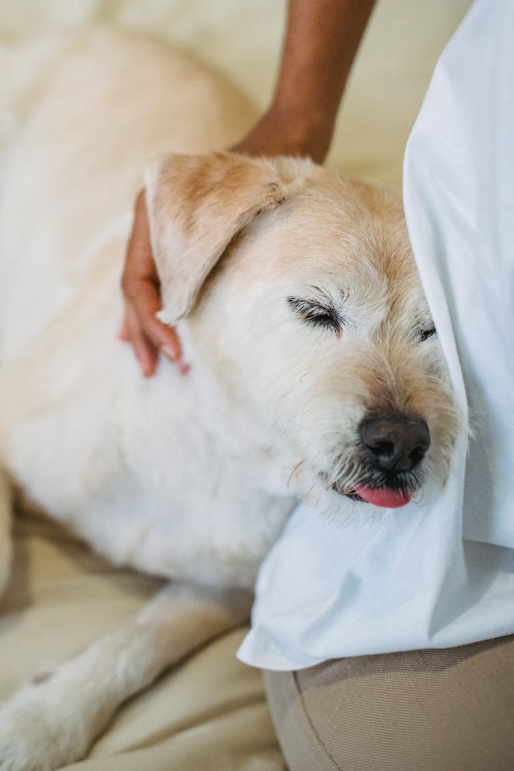 Crop Person Cuddling Fluffy Dog On Sofa