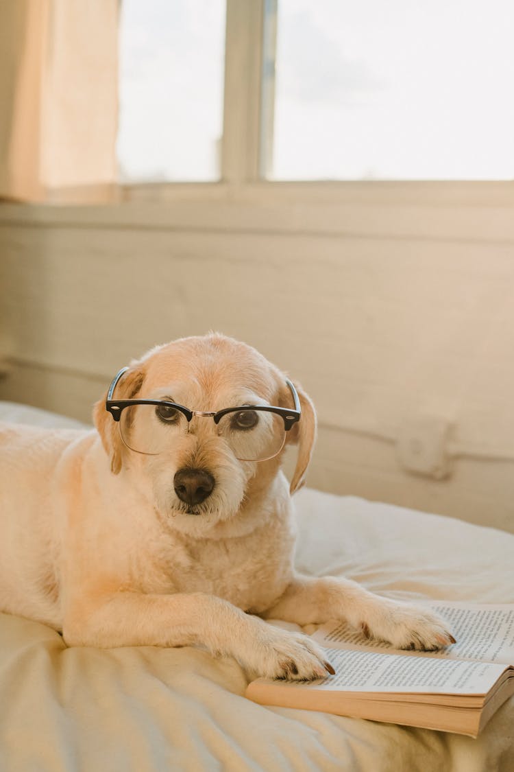 Funny Dog With Eyeglasses And Book