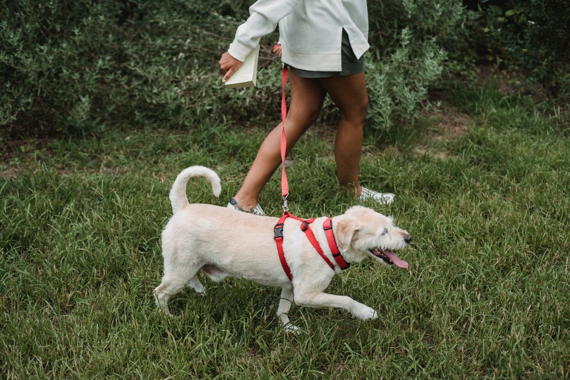 Köpek Hırsızlığına Karşı Ne Yapmalı? 7 Güvenlik Önlemi ve Acil Plan