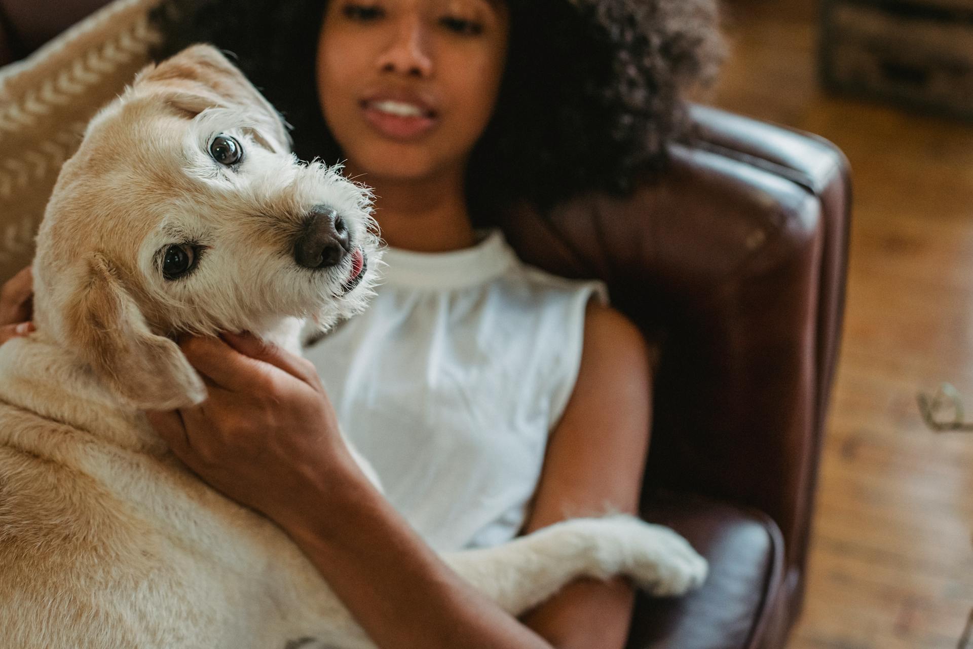 High angle of crop African American female owner relaxing on leather couch while embracing adorable puppy in living room