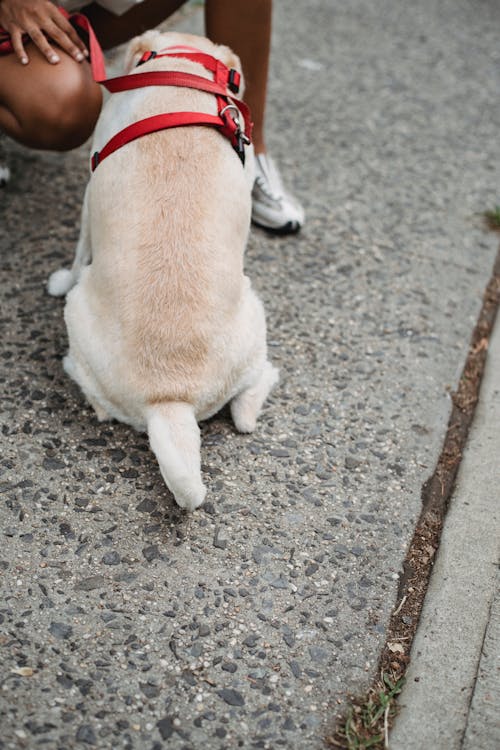 Crop ethnic person with purebred dog