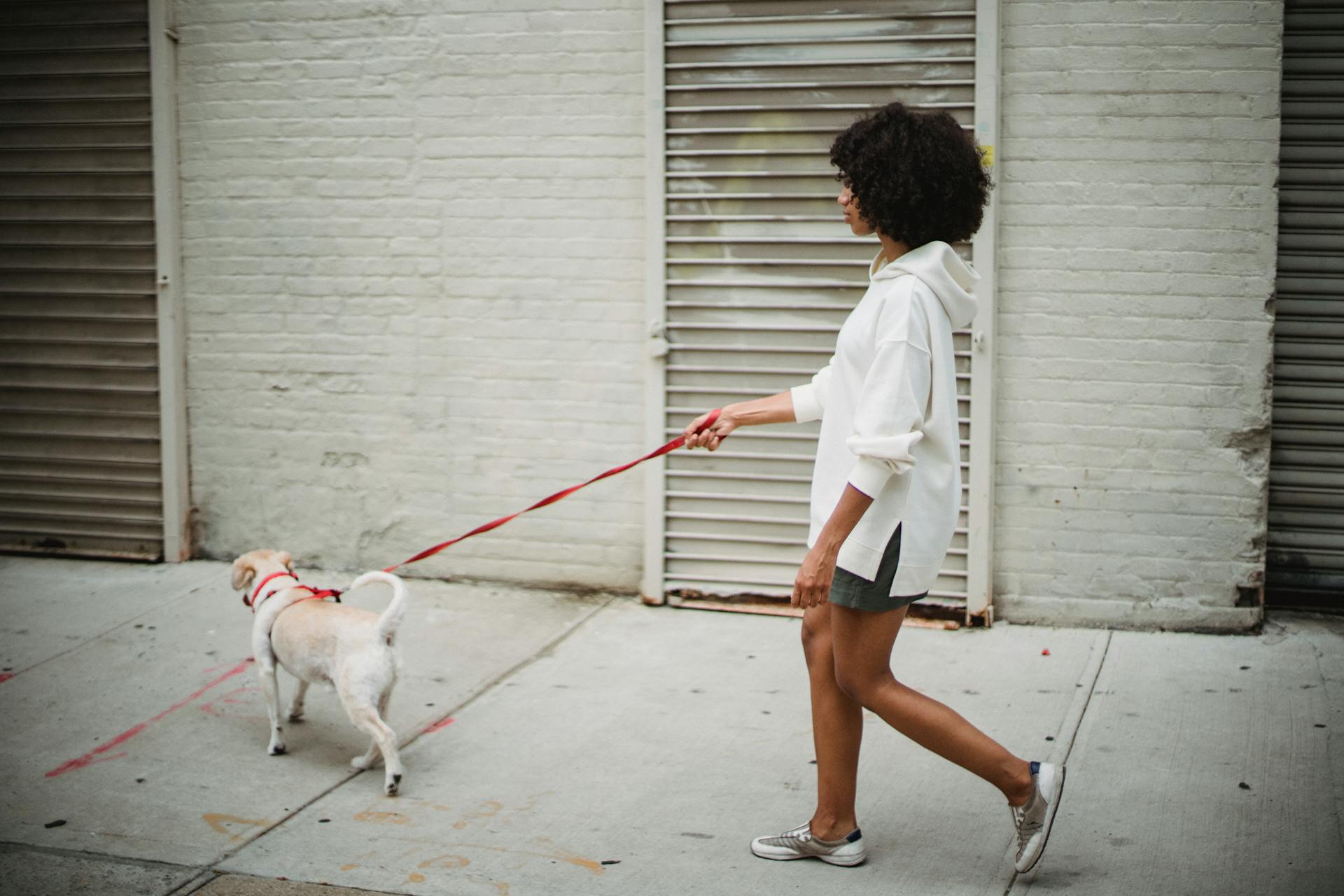 Side view of African American female in casual outfit strolling with obedient puppy on paved street