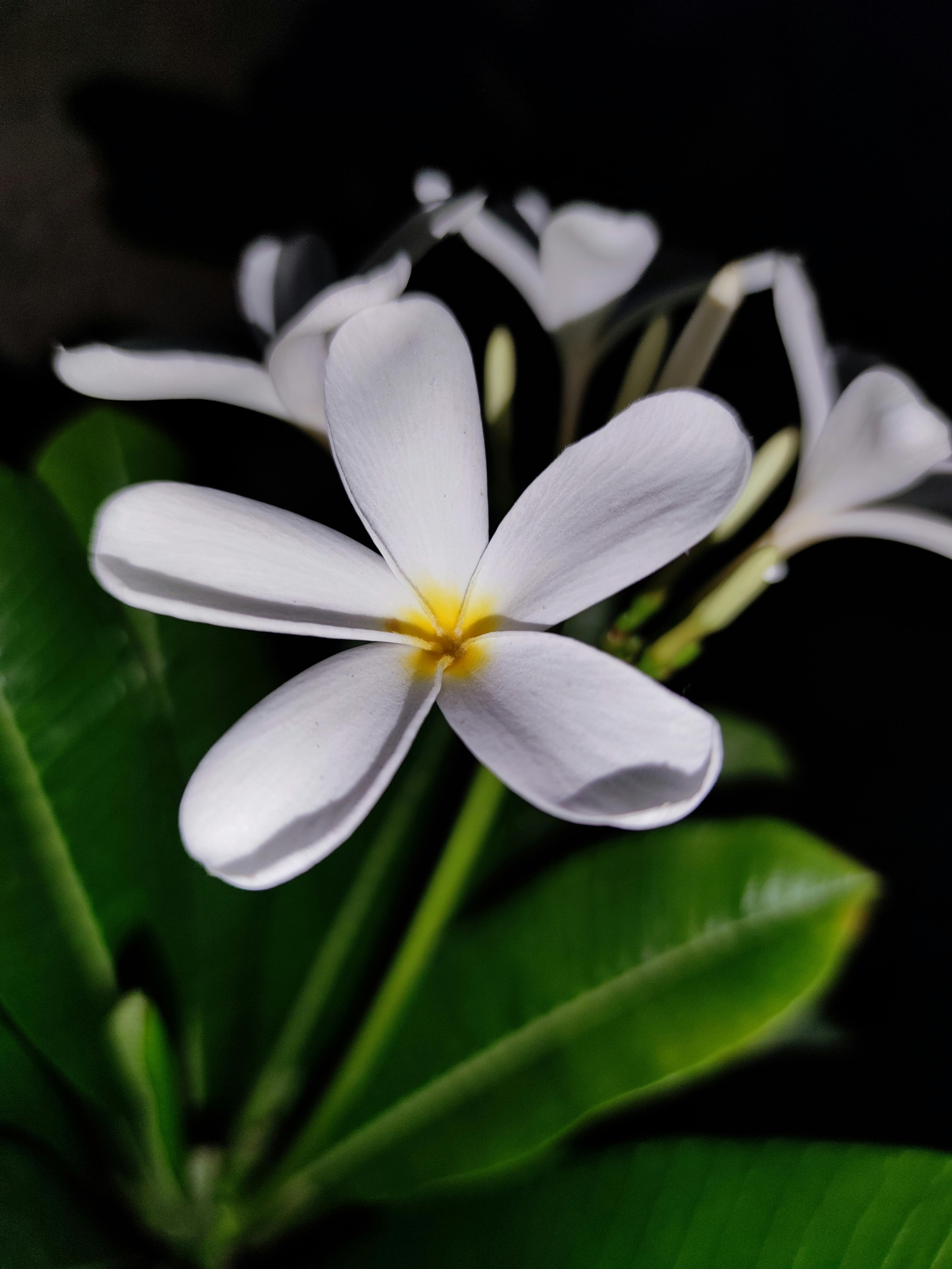 ❁…Plumeria…❁ File:Plumeria Flower.jpg - Wikimedia Commons