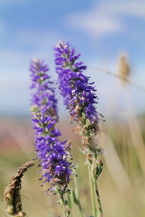 Základová fotografie zdarma na téma detail, fialové květiny, hřiště
