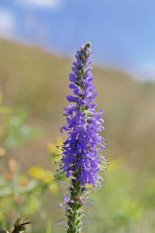 Free Ilmainen kuvapankkikuva tunnisteilla kasvi, kesä, kukka Stock Photo