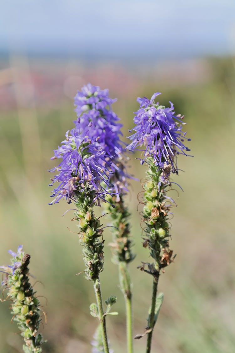 Spiked Speedwell Close-up 