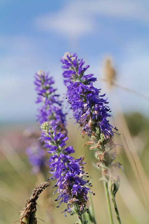 Close up of Purple Flowers in Meadow