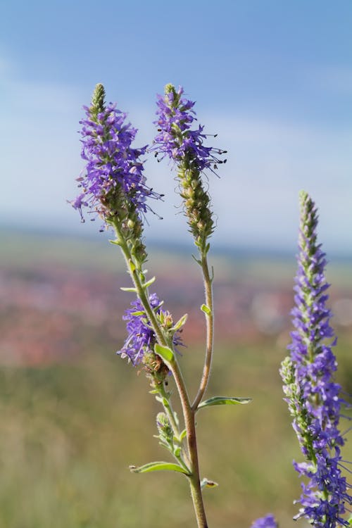 Free Spiked Speedwell Close-up Stock Photo
