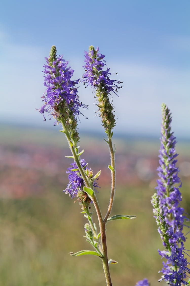 Spiked Speedwell Close-up