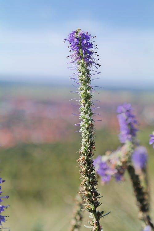 Free Purple Flower in Tilt Shift Lens Stock Photo