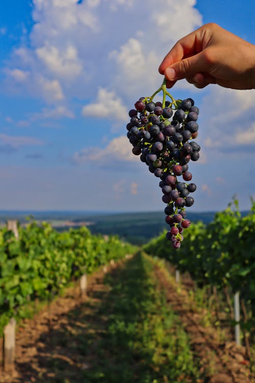 A Person Holding a Bunch of Grapes