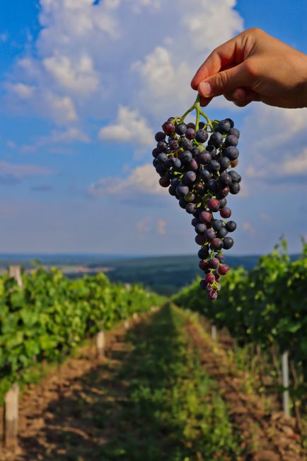 A vibrant bunch of grapes held over a scenic vineyard in Pavlov, Czech Republic.