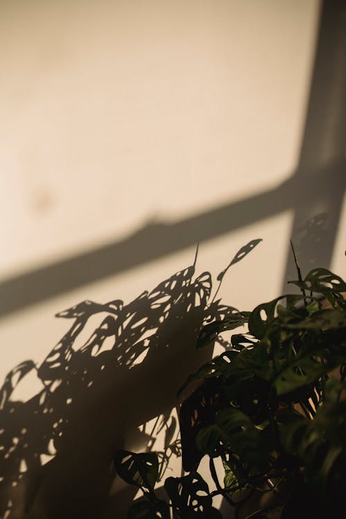 Delicate potted plant with thin leaves growing in cozy apartment under bright sunlight