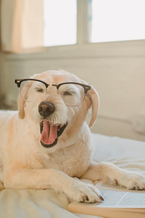 무료 침대에 하 품하는 안경에 귀여운 강아지 스톡 사진