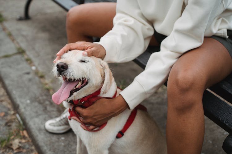 Crop Woman Caressing Purebred Dog In Park