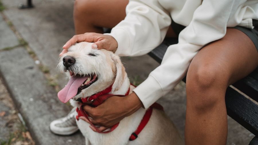 Why Your Dog's Diet Needs to Change as It Ages