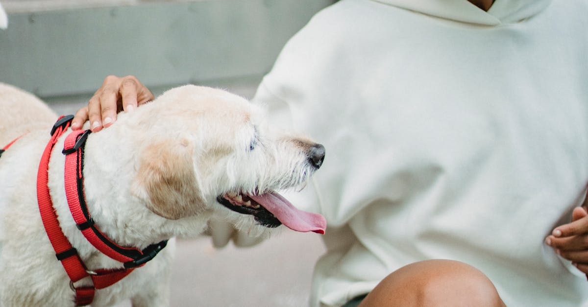 Black woman stroking domestic dog on street
