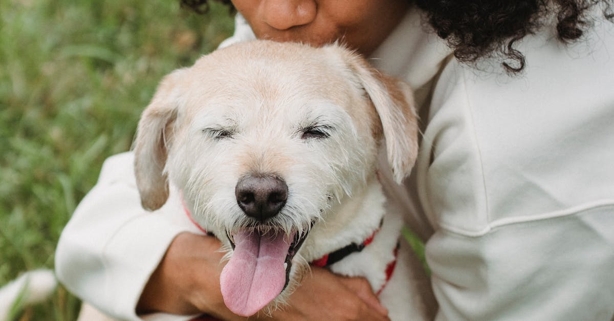 Crop African American female embracing and kissing adorable dog while having stroll on grass